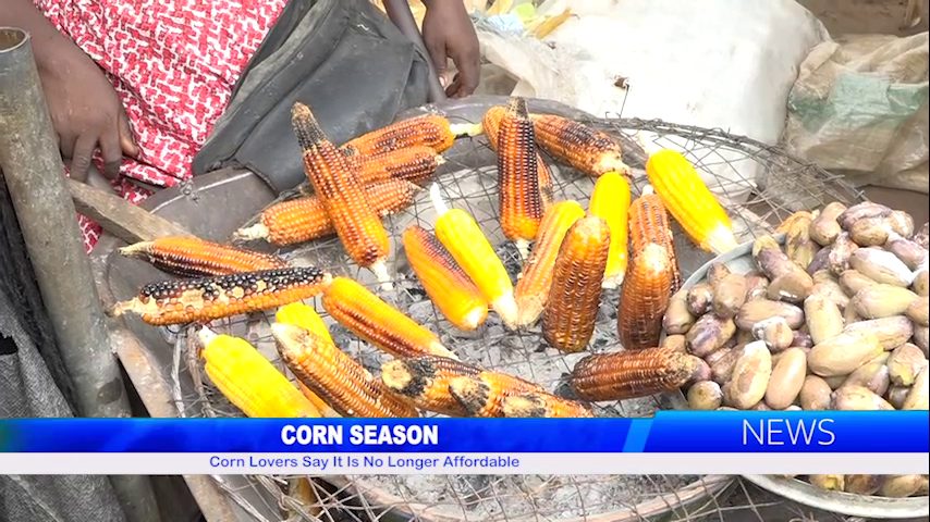 Corn Season: Corn Lovers Say It Is No Longer Affordable